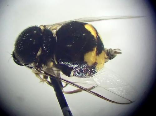 Acrocera orbiculus